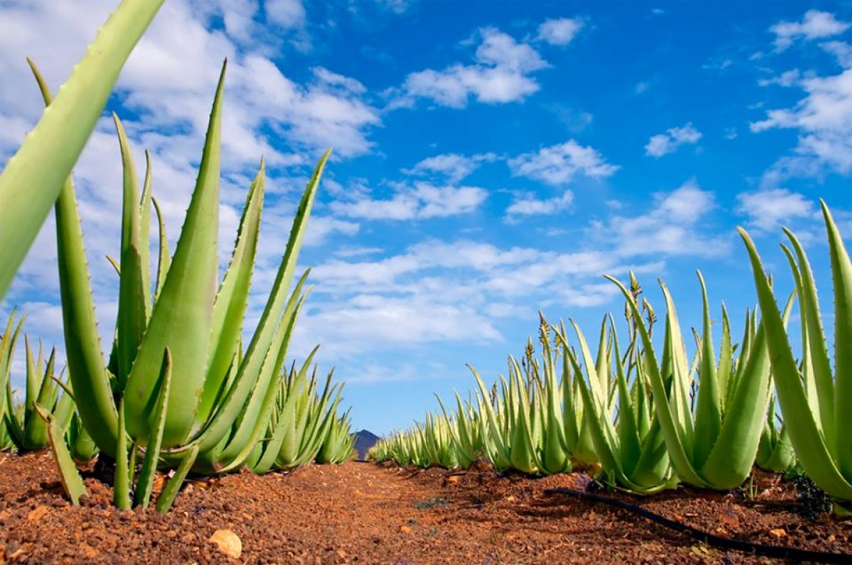 ALOE VERA